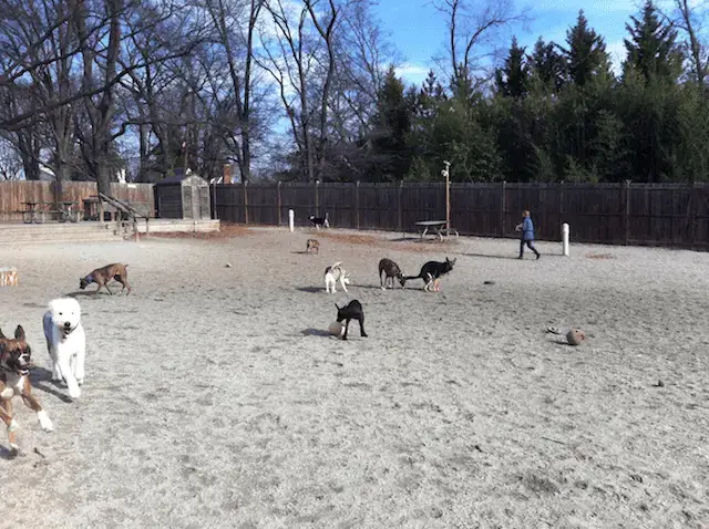 Dog Park fun in VA