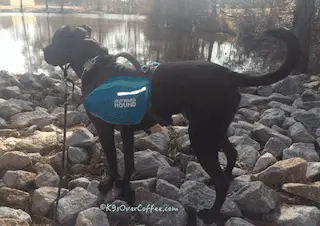 K9 Confidence Building By Walking On Different Surfaces