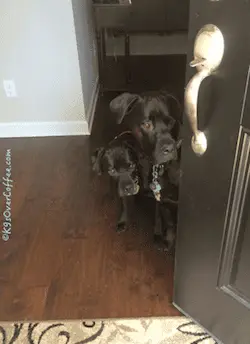 Boxer mixes Missy and Buzz are being nosy at the front door