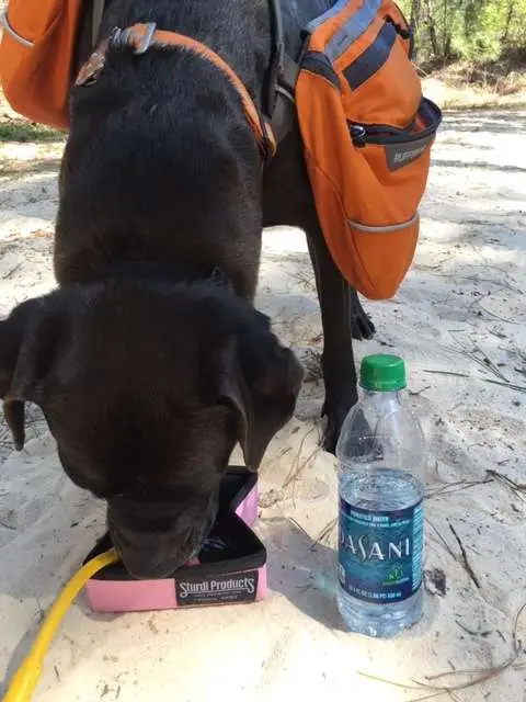Missy Staying Hydrated On A Backpack Hike, Drinking Water From Sturdi Products Collapsible Bowl
