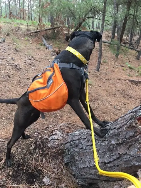 Missy Working On Her Core Balance While Hiking With Her Rufffwear Approach Pack