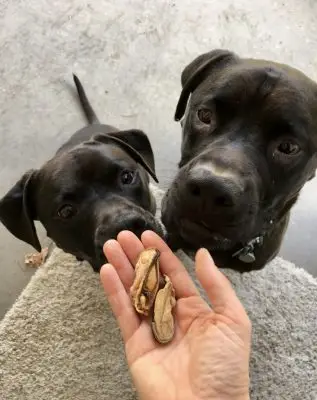 Missy and Buzz with their green lipped mussels treats for dogs