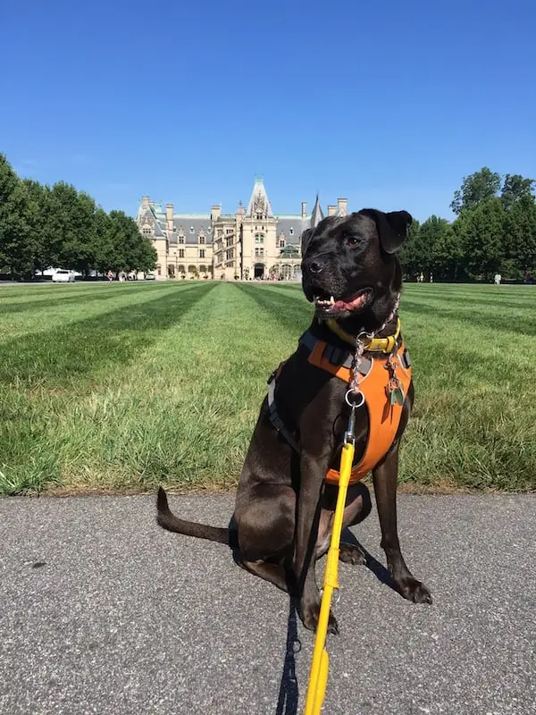 Missy In Front Of Biltmore Estate in Ashville, NC