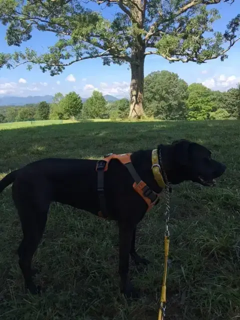 Missy & Mommy Went For A Walk With Breathtaking Views At Biltmore Estate