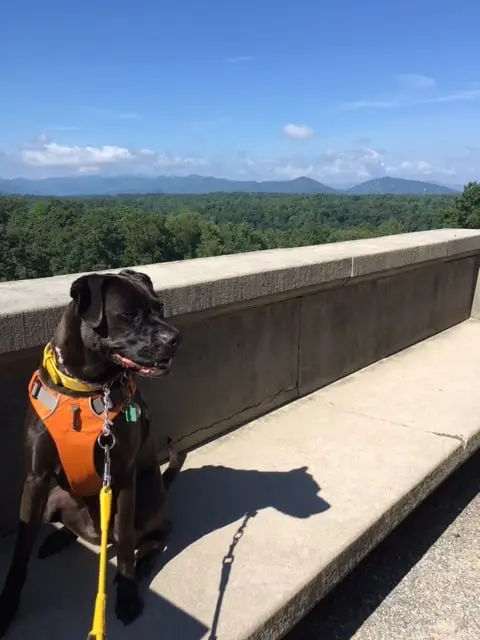 Missy Posing At Biltmore Estate With The Great Smokeys In The Background