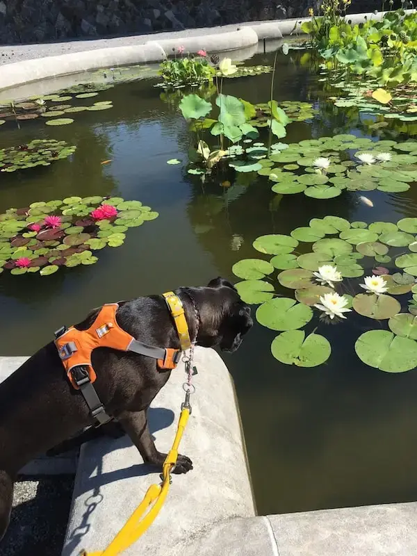 Missy Strengthening Her Core By Placing Her Front Paws on The Wall Surrounding The Water Garden At Biltmore Estate