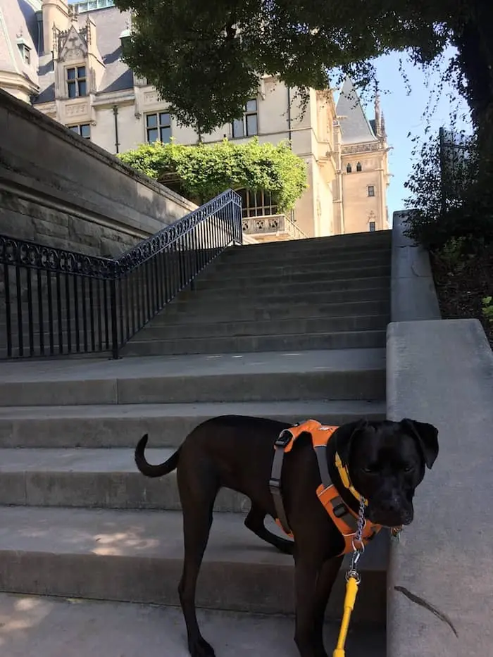 Missy Walking Up & Down Flights Of Stairs At Biltmore Estate