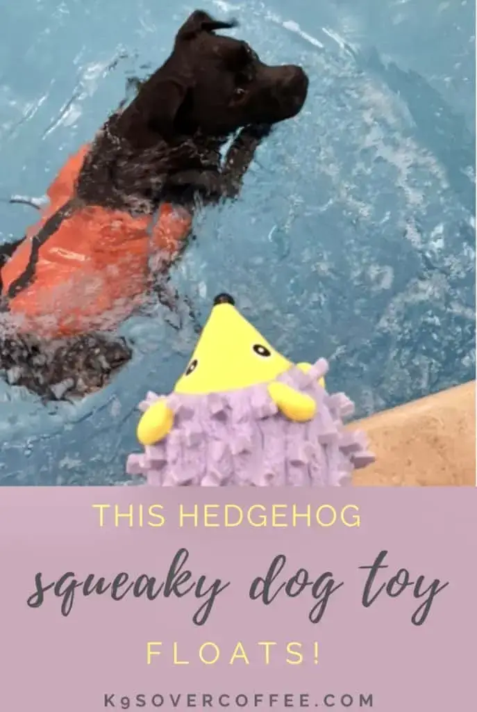 This hedgehog squeaky dog toy floats
