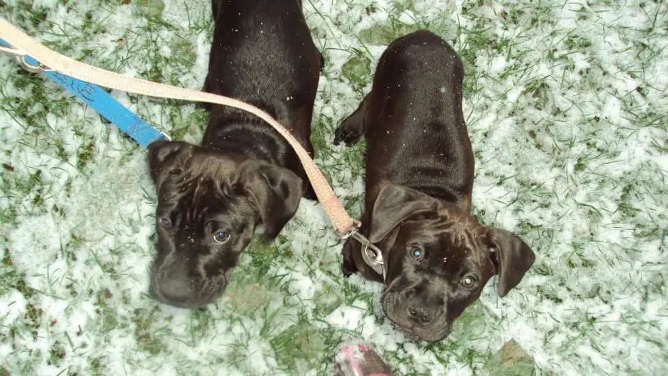 Missy & Buzz Going For Their First Leashed Snow Walk