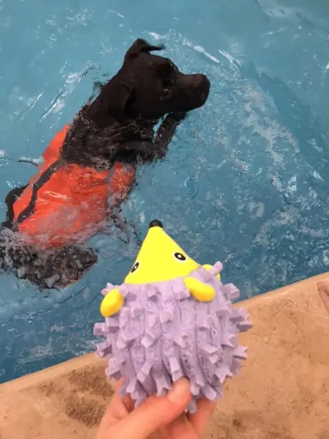 We Found A Natural & Durable Dog Toy That Floats - Missy Waiting In The Pool For Me To Throw The Toy