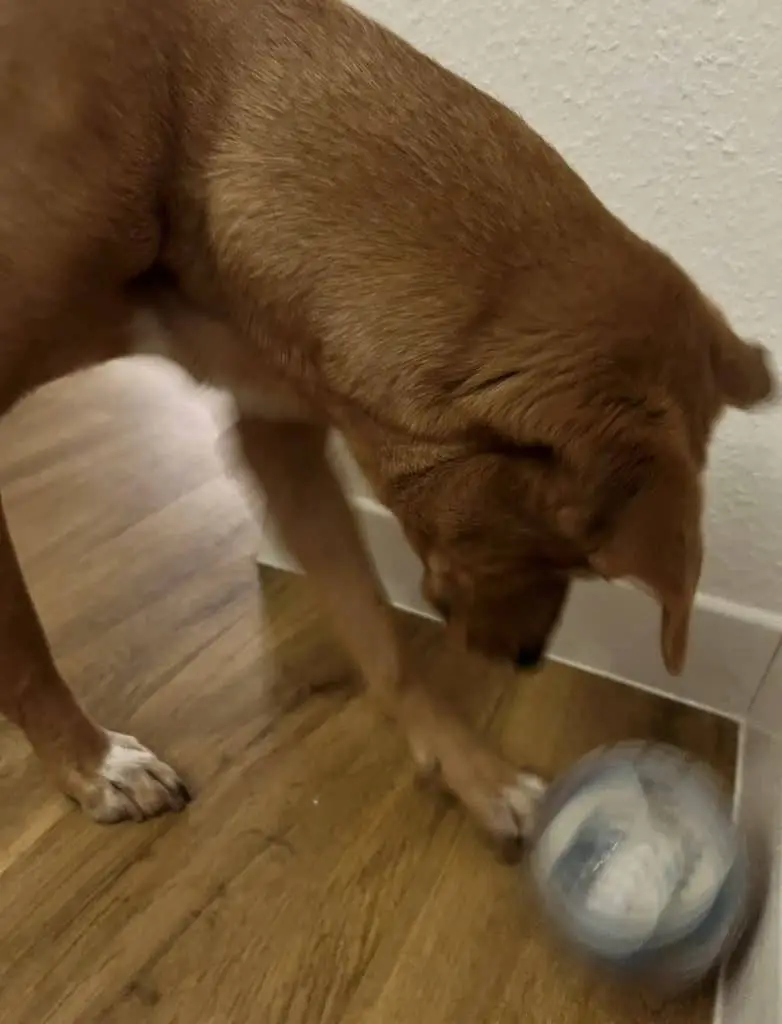 A brown dog watches a rolling Pet IQ treat dispenser toy