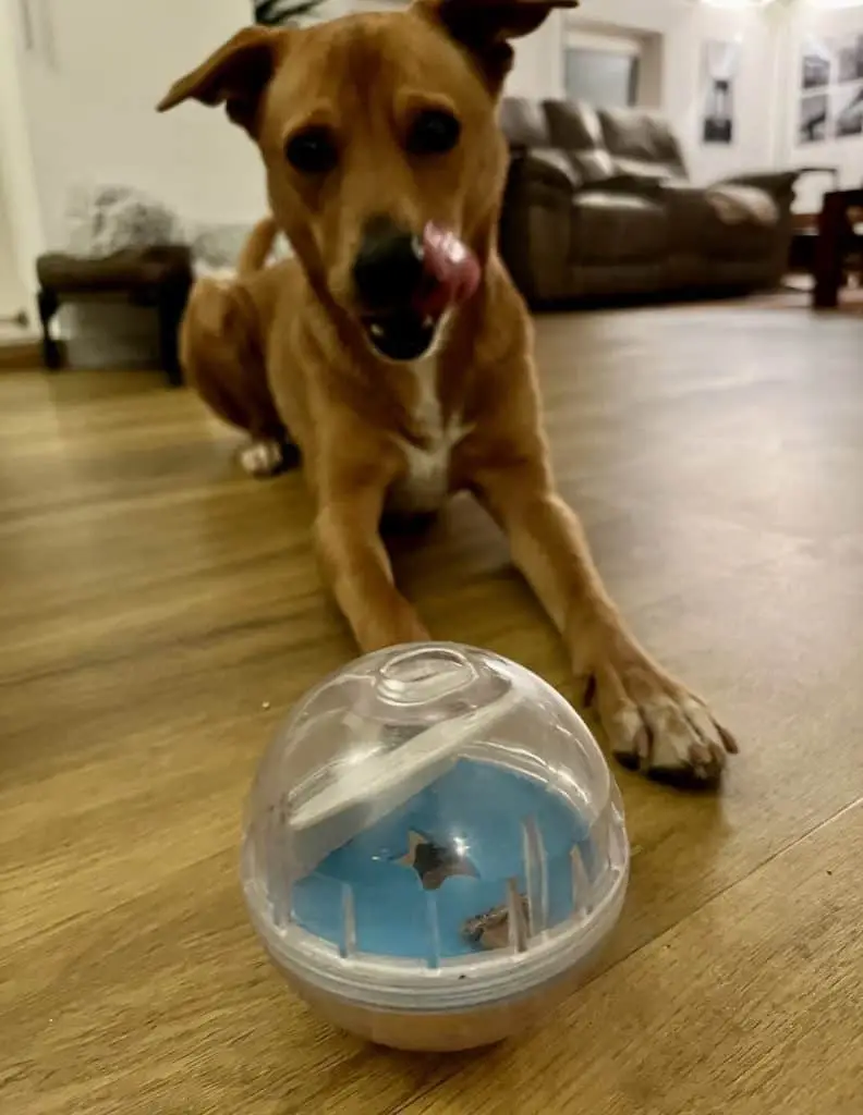 A brown dog lies down on wood floors in front of a Pet IQ treat dispenser toy while licking his chops