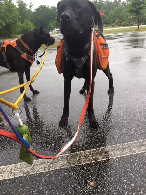 We found a treasure on our rainy walk at Raven Rock State Park