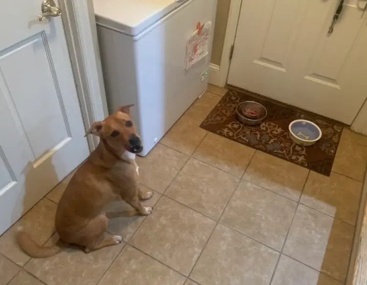 Wally patiently waiting for his release to eat his raw dog food