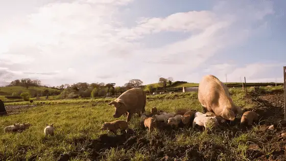 Meat from happy pastured pigs has more nutrients than factory farmed pigs