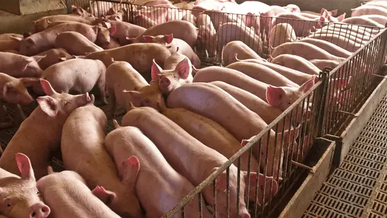 Factory farmed pork meat has less nutrients than meat from pastured pigs