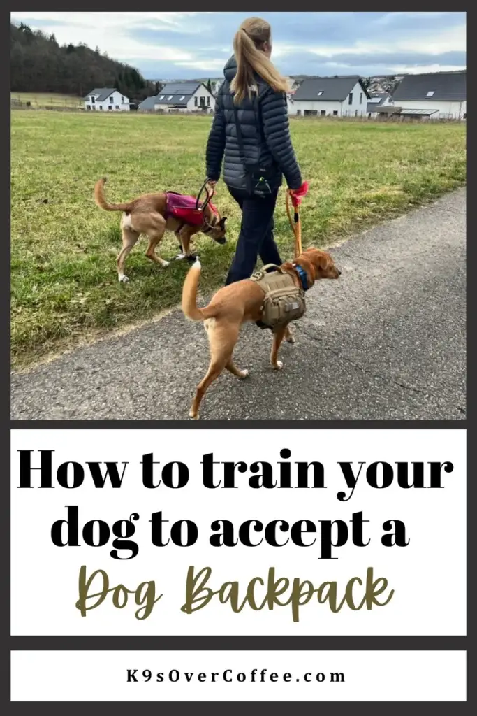 Woman walking two dogs wearing loaded dog backpacks on a rural path, including a brown dog with a tan tactical-style backpack and another dog with a red pack, used as a header image for a blog post about training dogs to accept a backpack.