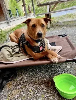 Brown dog lounging on elevated dog bed cot with crossed paws in front of a cabin in the Swiss mountains.