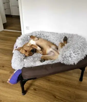 Brown dog sleeps upside down on cozy elevated dog bed with bolsters.
