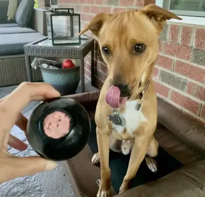 Brown dog sits on a brown elevated dog bed on a patio in NC in front of someone's hand holding a filled KONG dog toy.