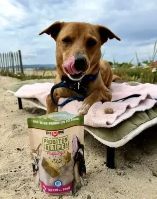 Brown Feist dog licking his lips over probiotic dog treats on an elevated dog cot on a beach.